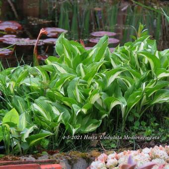 Hosta 'Undulata Mediovariegata'