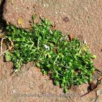 Sagina procumbens - 