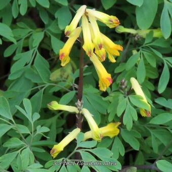 Corydalis lutea