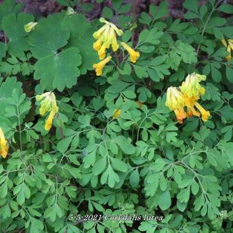 Corydalis lutea