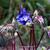 Aquilegia hybride