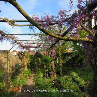 Wisteria sinensis 'Amethyst'