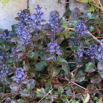 Ajuga reptans 'Atropurpurea'