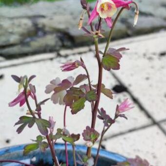 Aquilegia vulgaris 'WINKY Red-White'