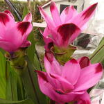 Curcuma 'Healthy Joy' - 