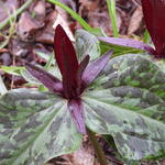 Trillium kurabayashii - 