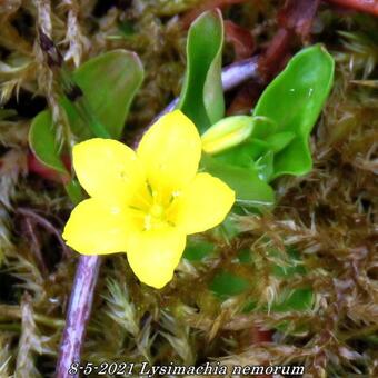 Lysimachia nemorum