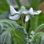 Borago officinalis 'Alba' - 