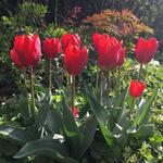 Tulipa 'Couleur Cardinal'  - 