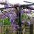 Wisteria sinensis 'Amethyst'