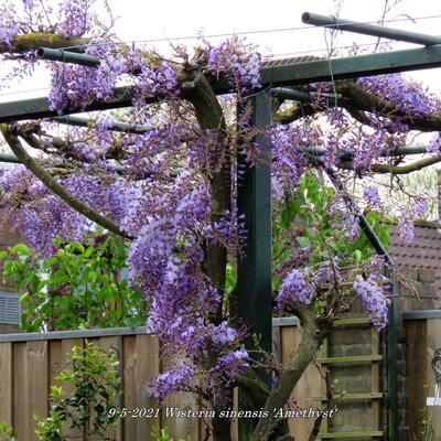 Wisteria sinensis 'Amethyst' - 