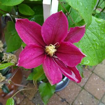 Clematis 'Acropolis'