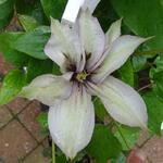 Clematis 'Samaritan Jo' - Clematis 'Samaritan Jo'