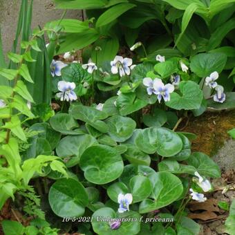 Viola sororia f. priceana