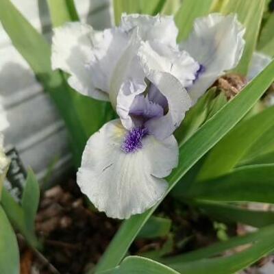 Iris 'Forever Blue' - 