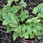 Heuchera 'Green Fizz' - 