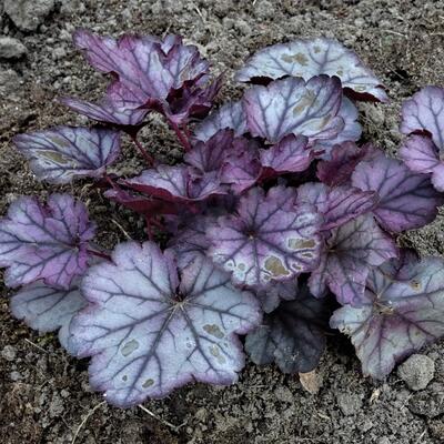 Heuchera 'Huckleberry', - 