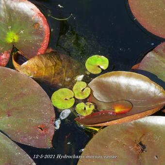 Hydrocharis morsus-ranae