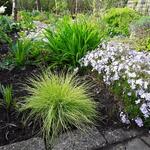 Festuca glauca 'AmiGold' - 