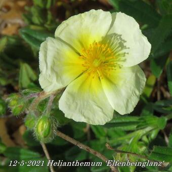 Helianthemum 'Elfenbeinglanz'