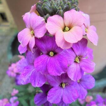 Erysimum linifolium 'Super Bowl Sunset'