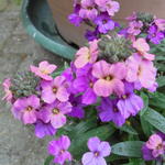 Erysimum linifolium 'Super Bowl Sunset' - 