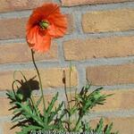 Papaver dubium - Saat-Mohn