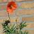 Papaver dubium