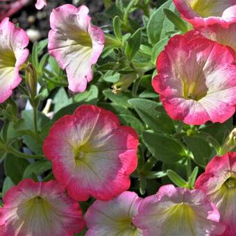 Petunia SCOOP 'Sweet Punch'