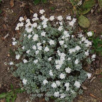 Achillea umbellata