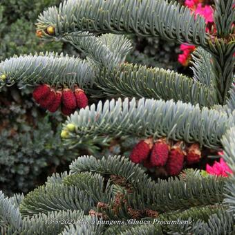 Picea pungens 'Glauca Procumbens'