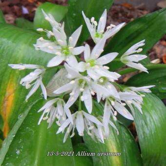 Allium ursinum