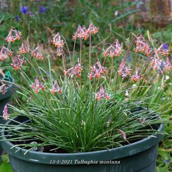 Tulbaghia montana