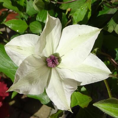 Clematis 'Tsukiko' - 