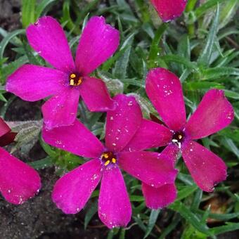 Phlox douglasii 'Ochsenblut'