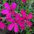 Phlox douglasii 'Ochsenblut'