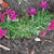 Phlox douglasii 'Ochsenblut'