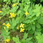 Chelidonium majus  - Schöllkraut - Chelidonium majus 