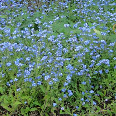 myosotis des bois - Myosotis sylvatica