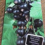 Ribes nigrum 'Ben Nevis' - 