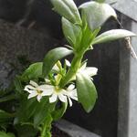 Scaevola aemula 'WHIRLWIND White' - 