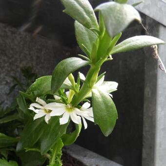 Scaevola aemula 'WHIRLWIND White'