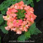 Verbena 'LANAI Peach' - 