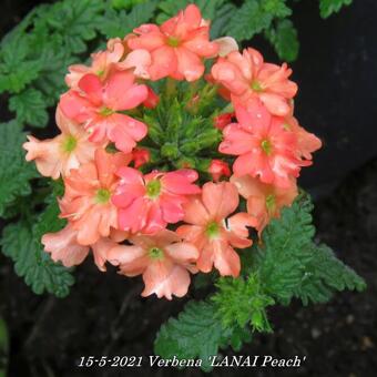 Verbena 'LANAI Peach'