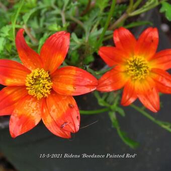 Bidens 'Beedance Painted Red'