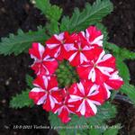 Verbena x peruviana SAMIRA 'Deep Red Star' - 