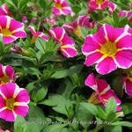 Calibrachoa 'CALITA Special Pink Star' - 