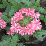 Verbena x peruviana SAMIRA 'Rose Star' - 