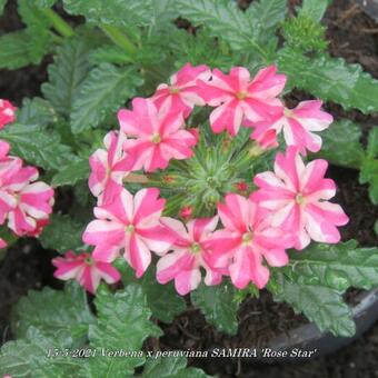 Verbena x peruviana SAMIRA 'Rose Star'