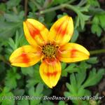 Bidens 'BeeDance Painted Yellow' - 